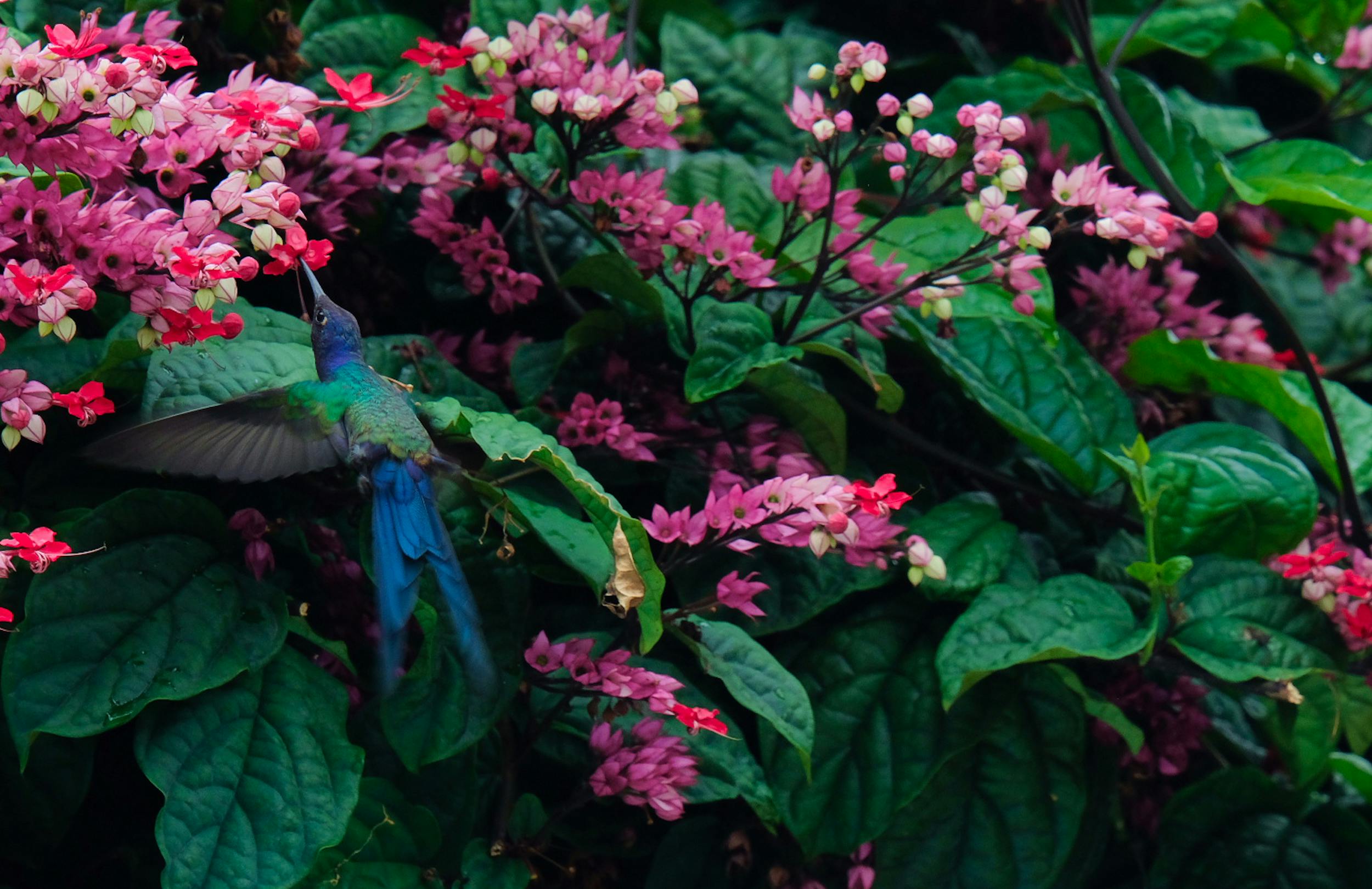 A hummingbird feeds on pink flowers amidst lush green leaves in a Brazilian garden.