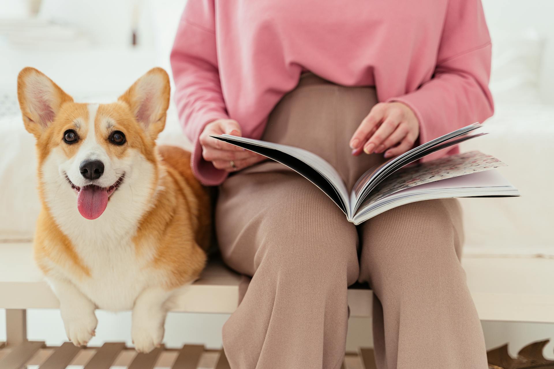 Pregnant Woman Reading a Magazine Beside Her Pet Corgi