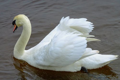 Close-Up Shot of a Swan on the Pond