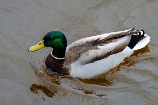 Close-up of a mallard duck swimming in a pond in Ireland, showcasing its vivid colors.