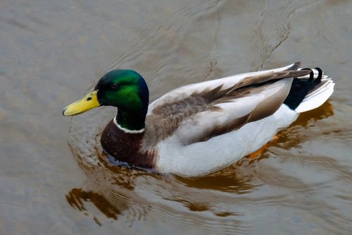 Free Close-up of a mallard duck swimming in a pond in Ireland, showcasing its vivid colors. Stock Photo