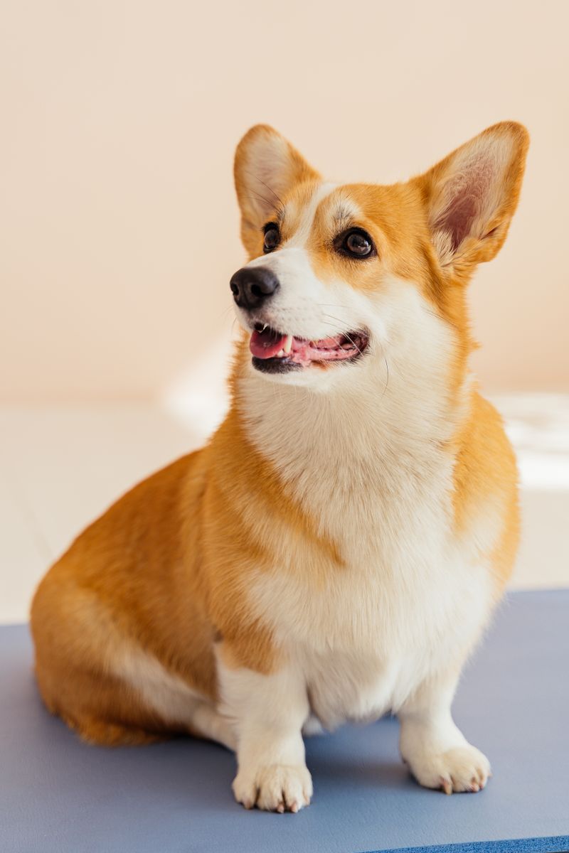 Pembroke Welsh Corgi sitting indoors with a clean, fluffy coat