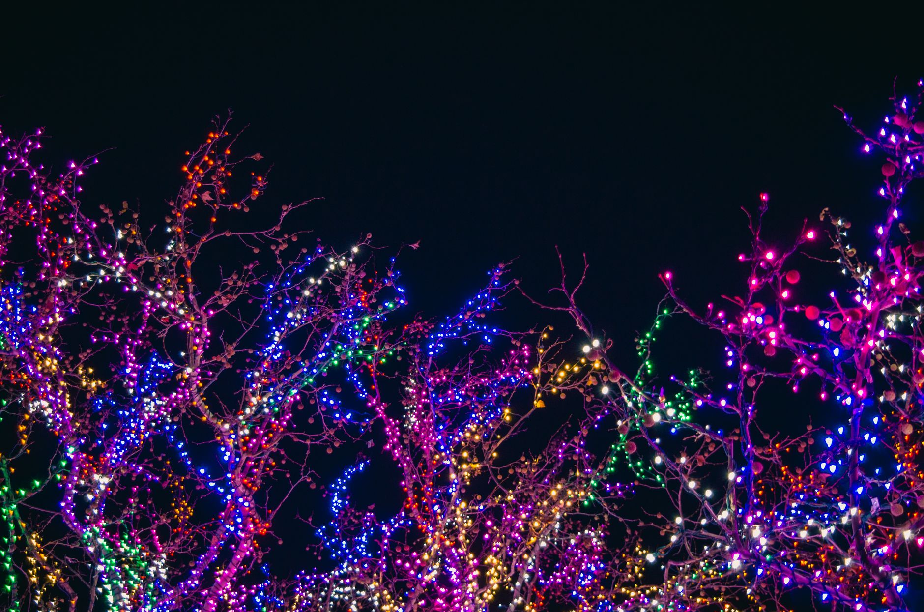 Colorful holiday lights illuminating tree branches against a dark night sky, perfect for festive backgrounds. — free online jigsaw puzzle on JigsawPuzzlesFreeOnline.org