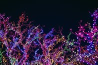 五颜六色的节日灯照亮树枝，为漆黑的夜空营造出完美的节日背景
