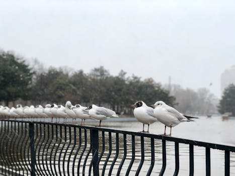 A flock of seagulls perches on a railing near foggy water in Odesa, Ukraine.