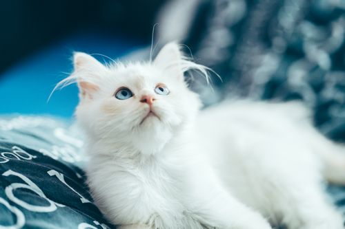 Free High angle of fluffy domestic white kitten with blue eyes lying on bed Stock Photo