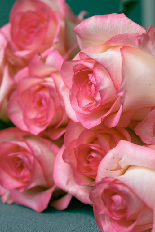 Free Bouquet of fresh pink roses arranged on green surface Stock Photo