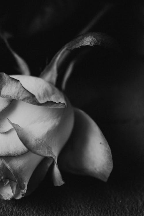 Grayscale Photo of a Rose Flower