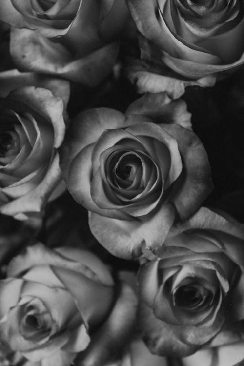 Grayscale Photo of Roses