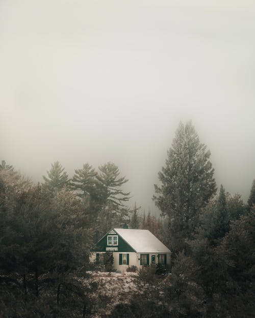 Foto d'estoc gratuïta de amb boira, arbres, bosc