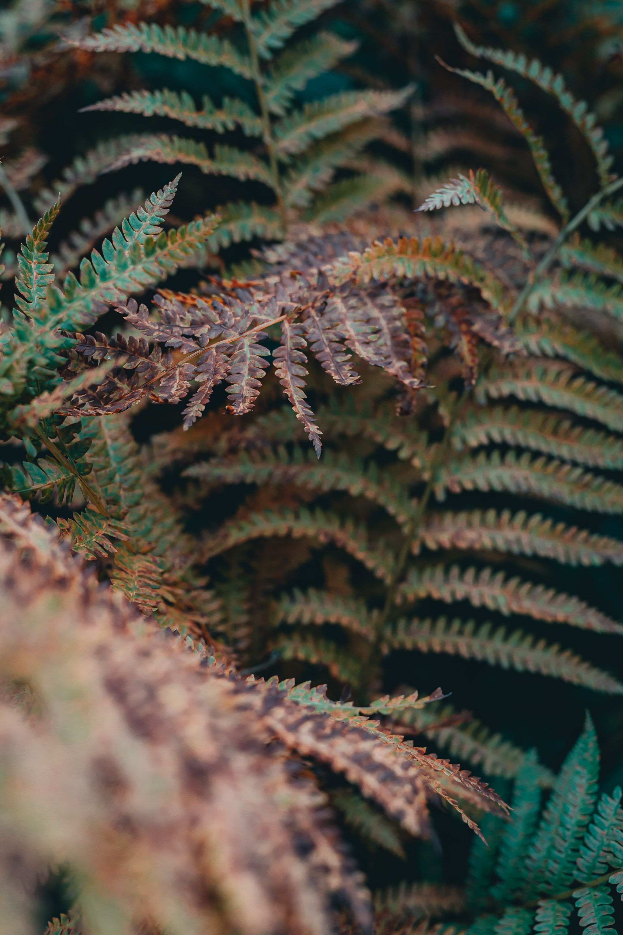 Download Wallpaper Fern Plant Fern Plant In Close Up Photography