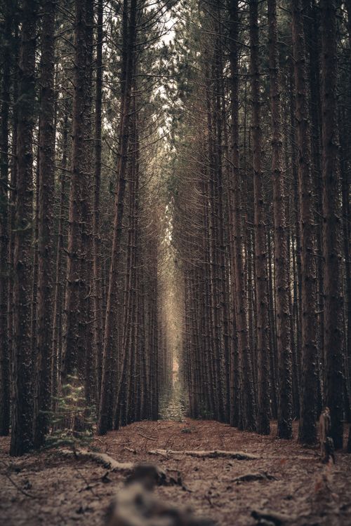 Free An enchanting vertical view of a forest pathway flanked by towering pine trees, exuding tranquility. Stock Photo
