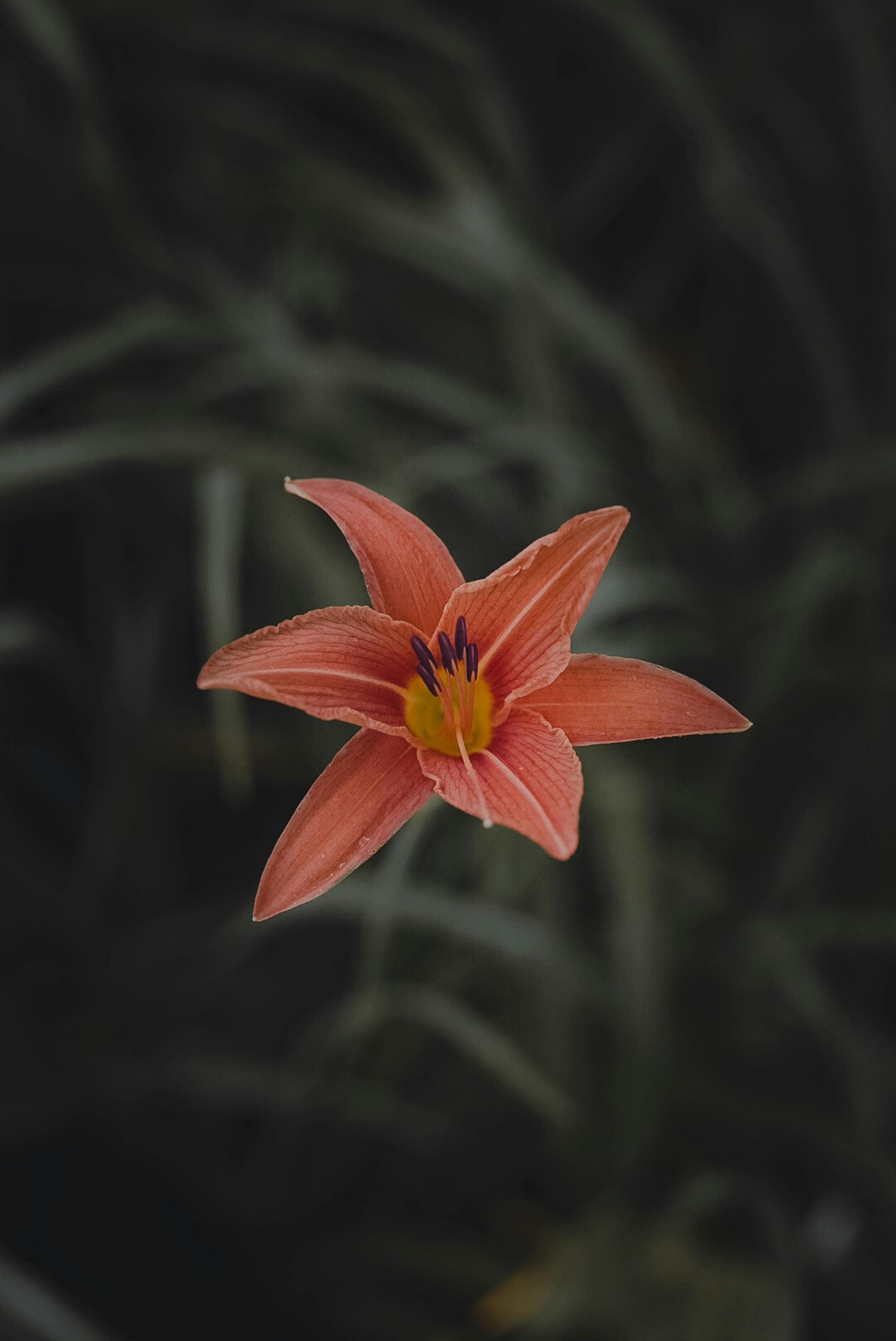 A vibrant red lily with petals open against a dark, blurred background, showcasing nature's beauty.
