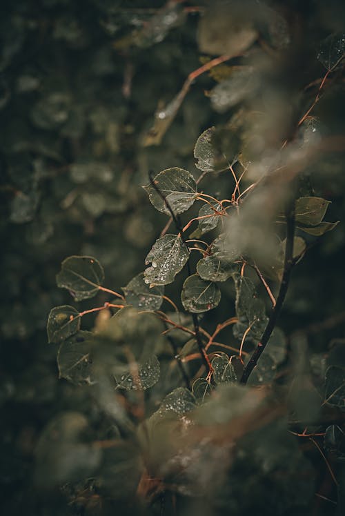 Selective Focus Shot of Leaves with Water Drops