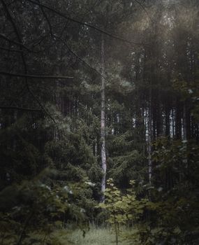 A serene forest scene with tall pine trees and a gentle light filtering through, creating a tranquil atmosphere.