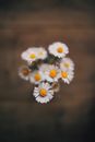 White Daisies in Tilt Shift Lens