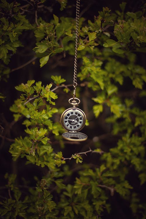 Free A Pocket Watch Hanging on a Plant Stock Photo