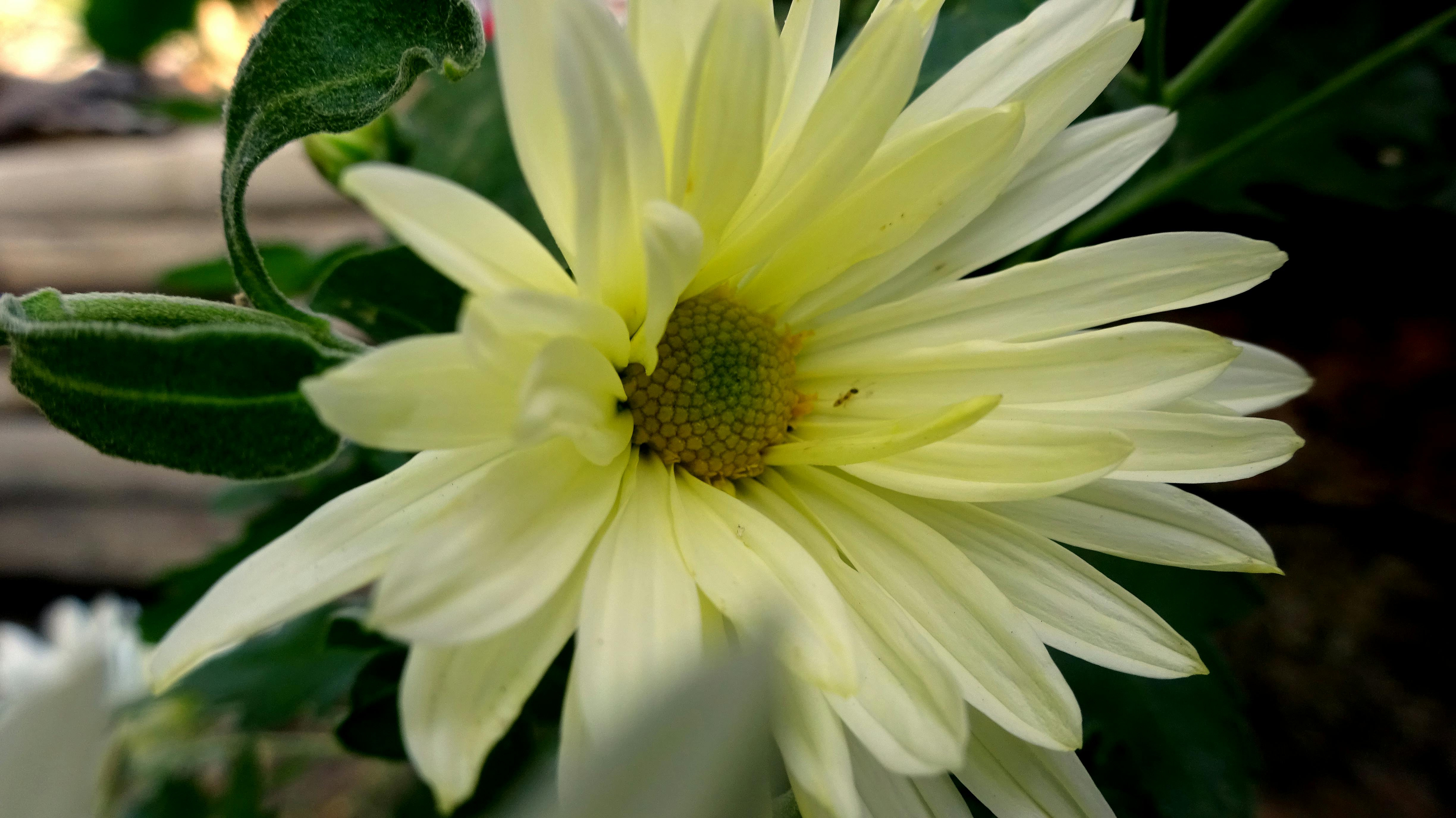 Free stock photo of beautiful flowers, beauty of nature, flower