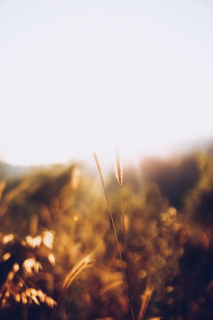 Blurred golden grasses in soft focus during sunrise, evoking tranquility and warmth.