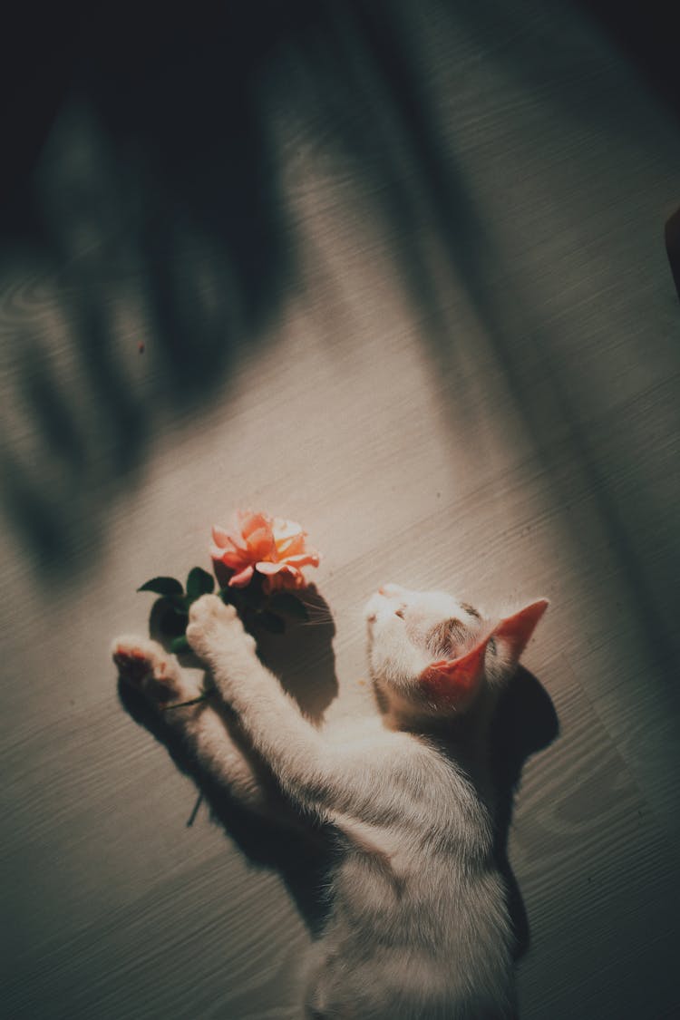 White Cat Lying On Floor With Flower