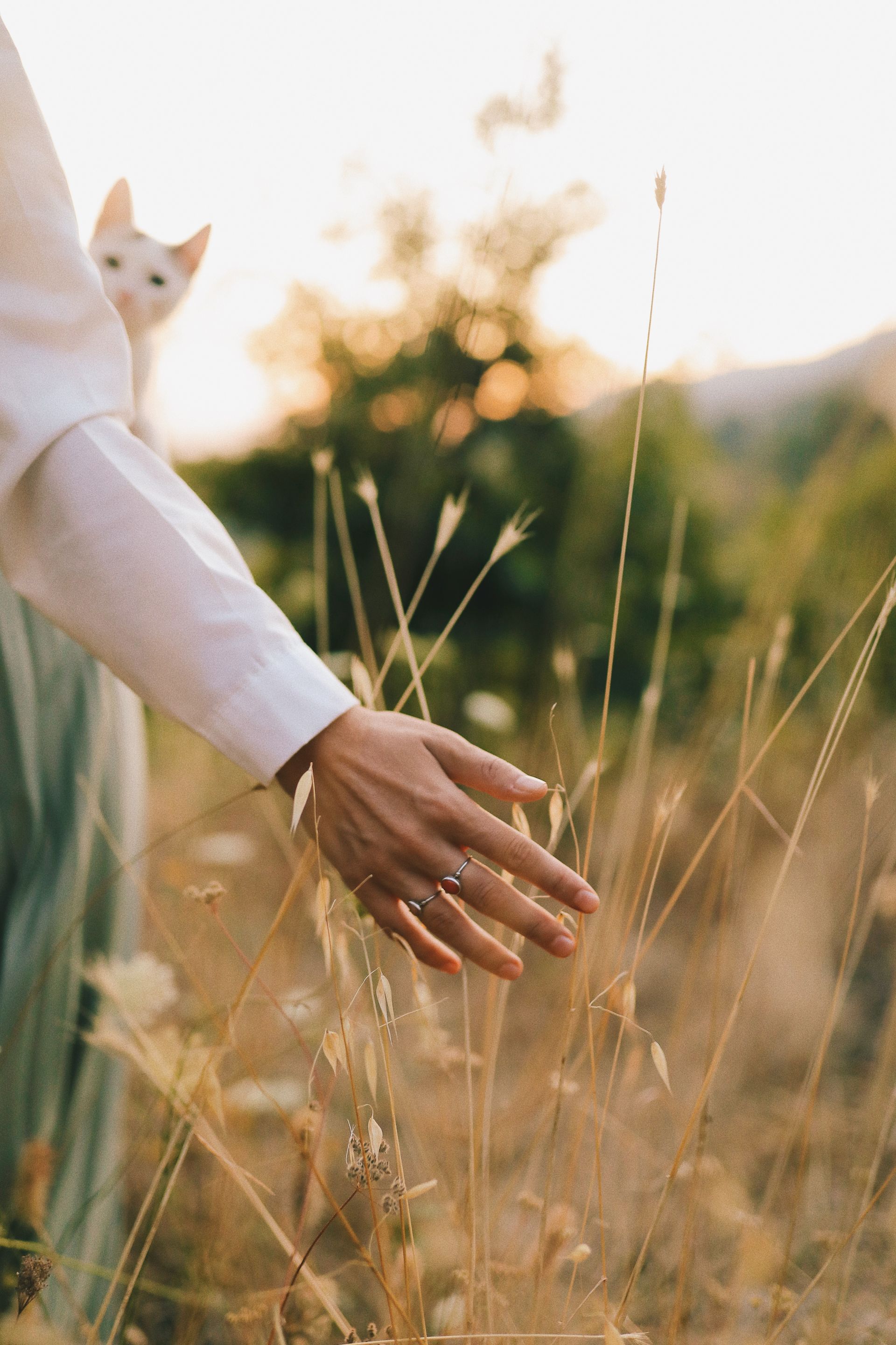 A hand brushing softly through tall golden grass at sunset
