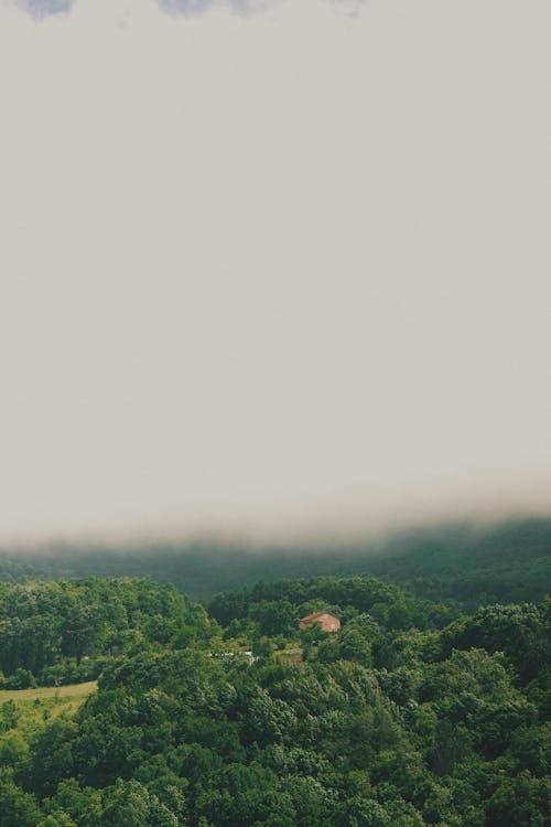 Základová fotografie zdarma na téma hustá mlha, les, letecká fotografie