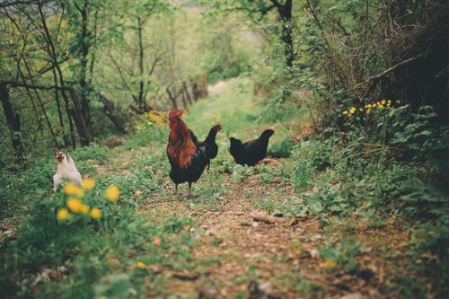 Free Chickens and rooster freely roam in a green pasture, showcasing natural farm life. Stock Photo