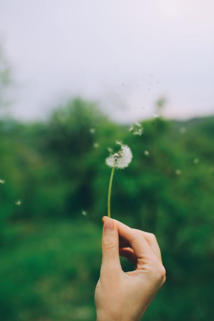 A close-up of a dandelion being held by a person's hand against a natural green background.
