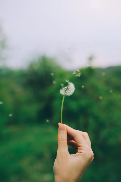 Free A close-up of a dandelion being held by a person's hand against a natural green background. Stock Photo