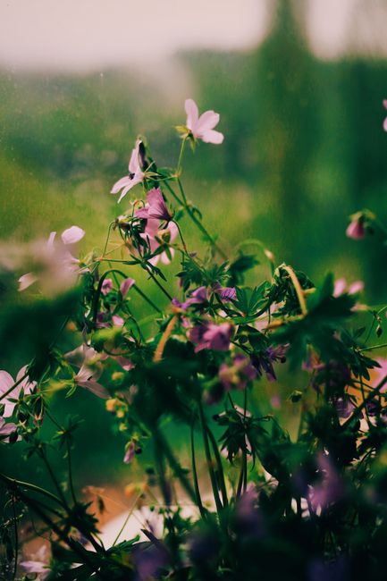 Beautiful wildflowers with raindrops; lush green background creates a serene scene.