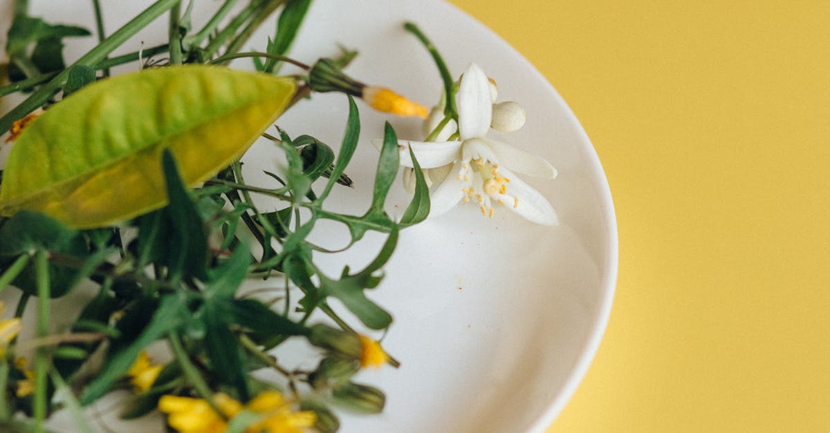 A selection of fresh herbs and flowers on a white plate against a vibrant yellow background.
