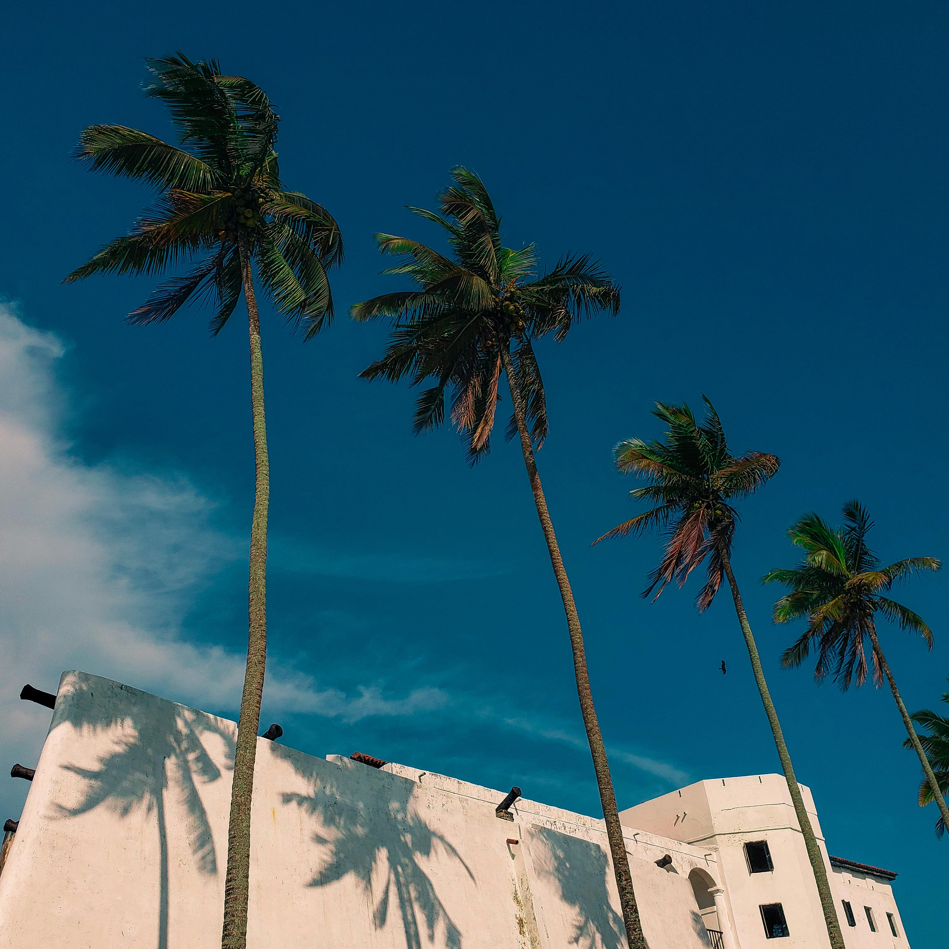 palm trees under a blue sky