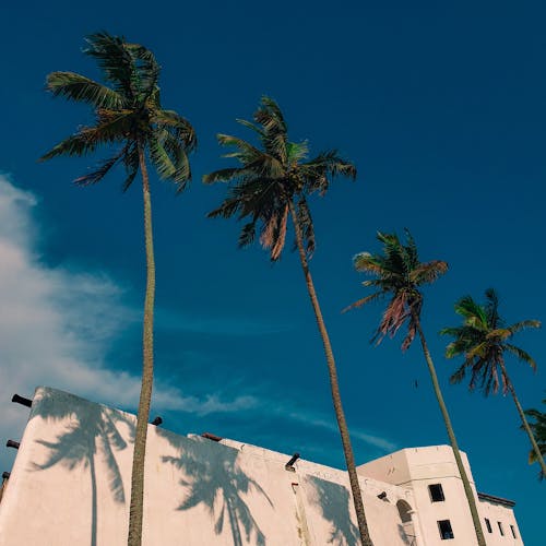 Palm Trees Under a Blue Sky