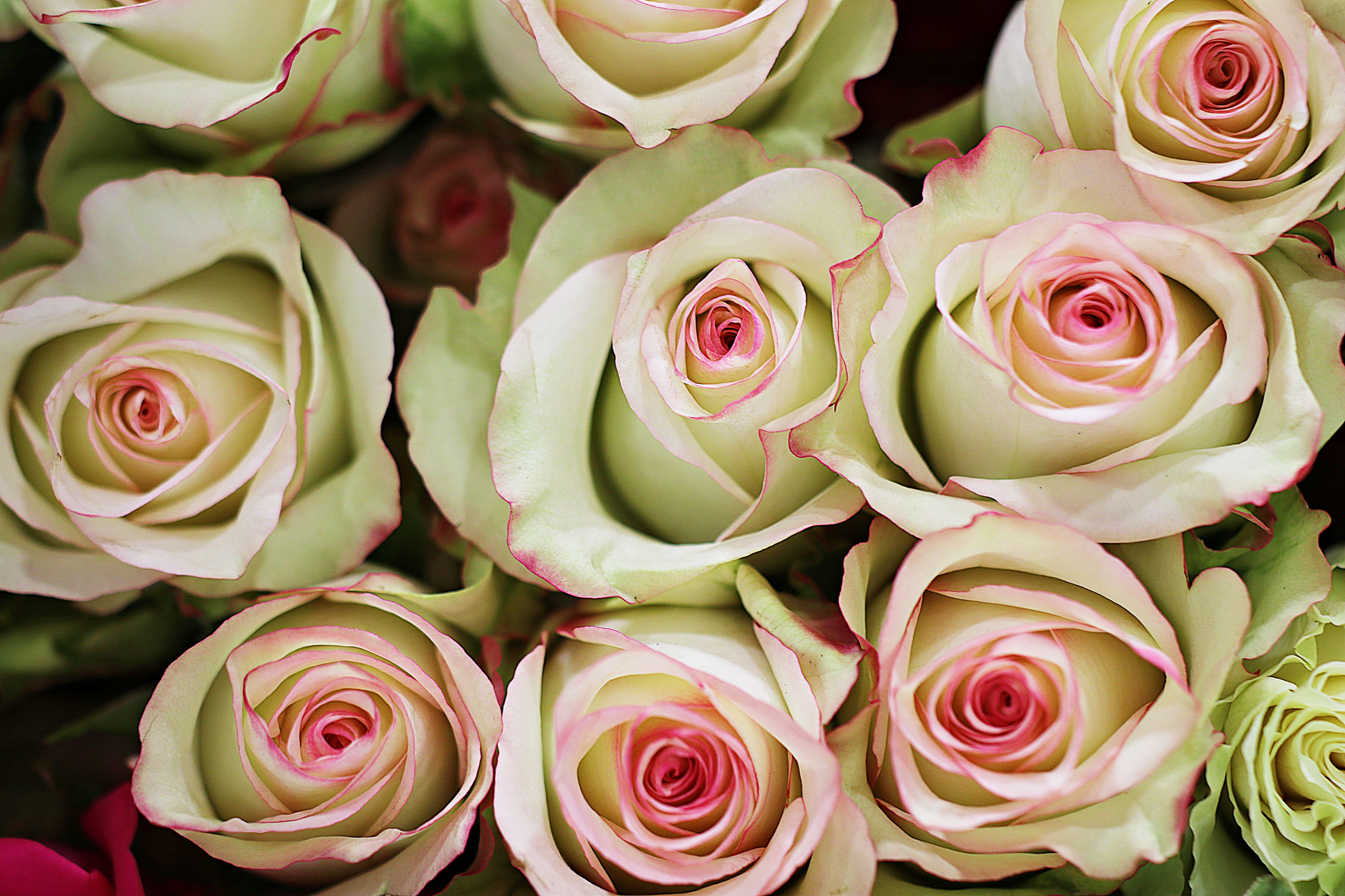Blooming Roses in Close-Up Photography · Free Stock Photo
