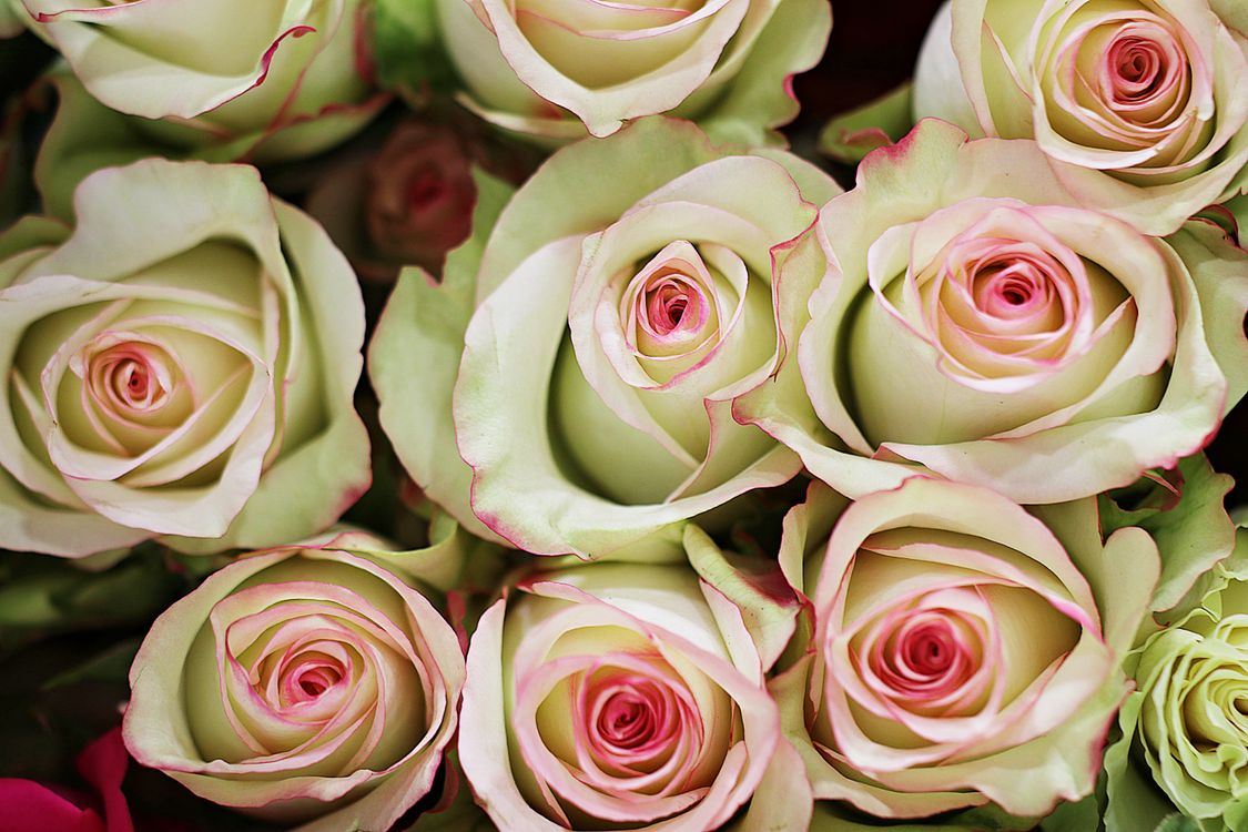 Carousel Roses Blooming Roses in Close-Up Photography · Free Stock Photo