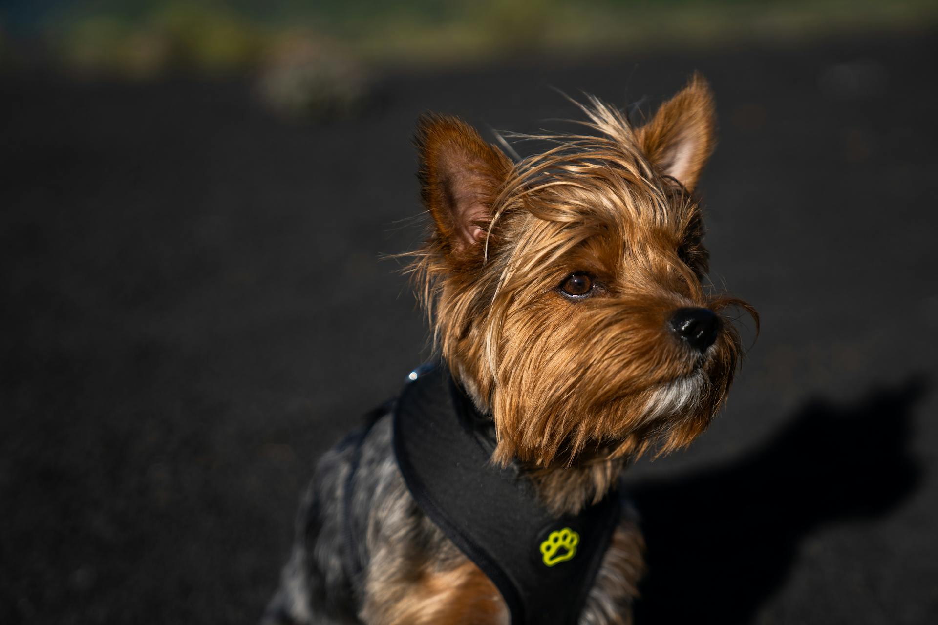 A Close-Up Shot of a Yorkshire Terrier