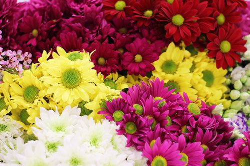 Free Bright and vivid daisies in red, yellow, pink, and white hues in a beautiful floral display. Stock Photo