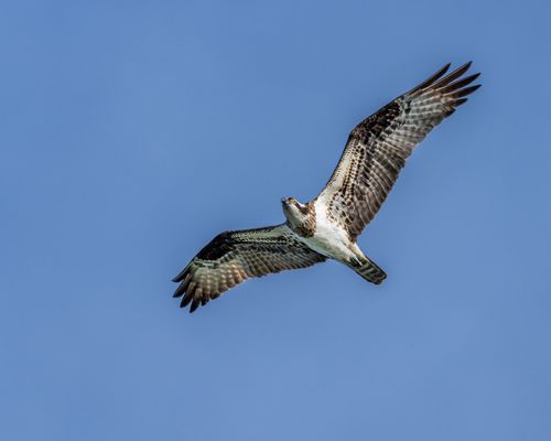 Free From below of large predatory bird with ornamental wings flying in sunlight on blue background Stock Photo