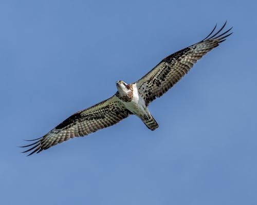 Graceful osprey flying in blue sky