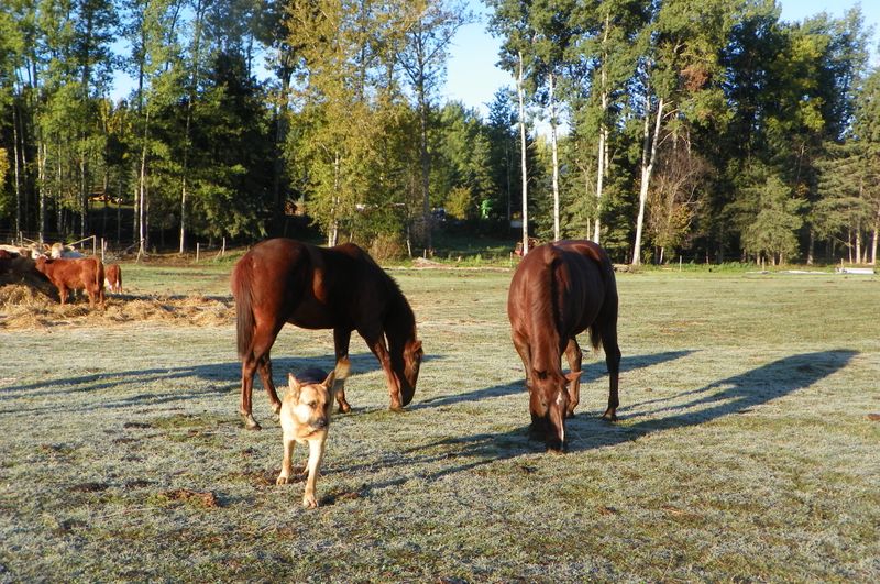 Cow Rescue photo 4