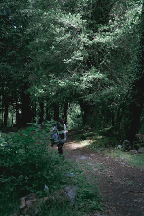 People Walking in the Forest Trail