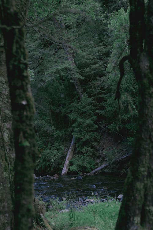 River Flow in the Forest