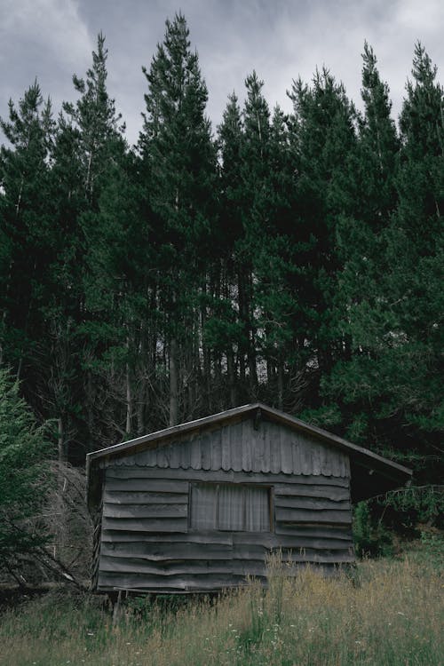 A Wooden Cabin in the Forest