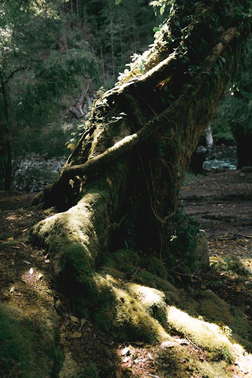 Photos gratuites de arbre, couvert de mousse, forêt