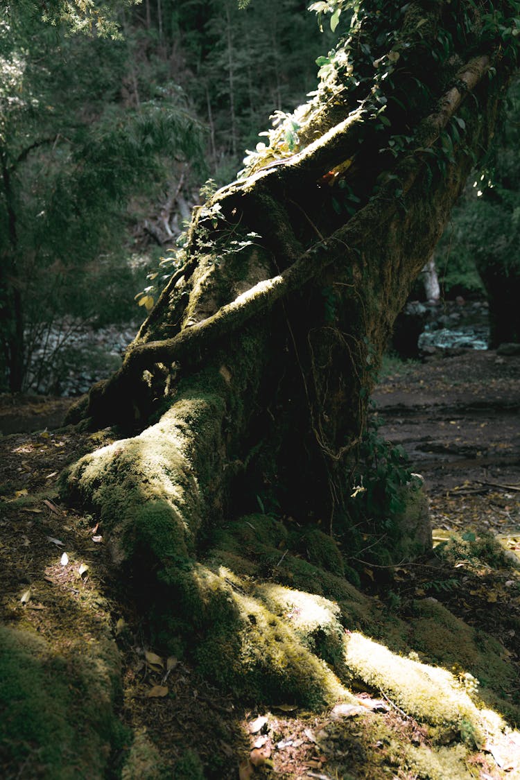 Photo Of A Mossy Tree Trunk