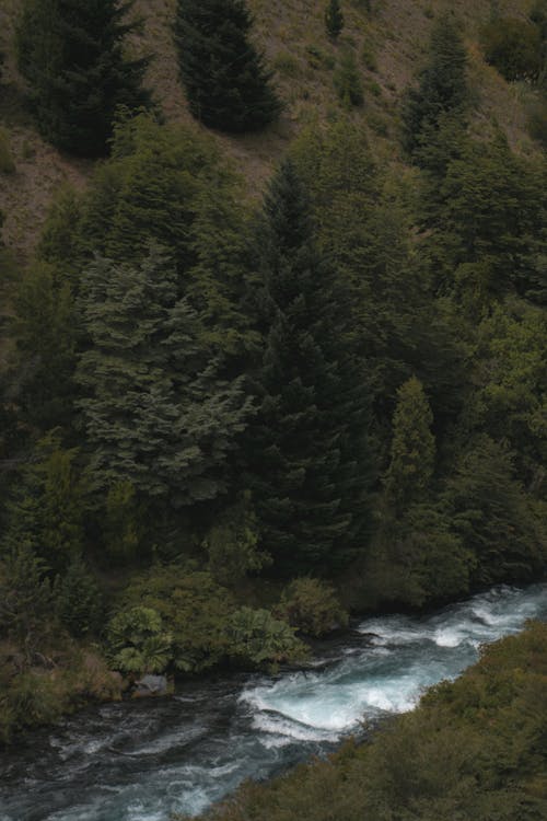 Foto profissional grátis de abeto, água, árvores