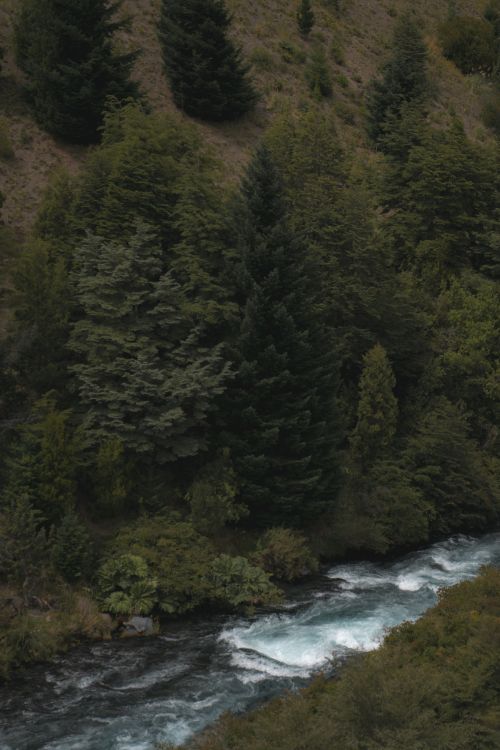 Free Serene forest landscape with a flowing river and lush greenery, showcasing nature's tranquility. Stock Photo
