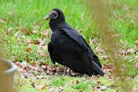 Close-Up Shot of a Turkey Vulture on a Grassy Field