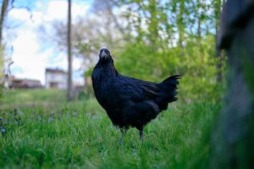 A Chicken on the Grass