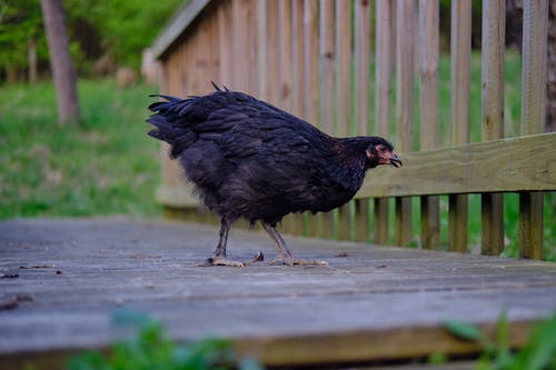 Black Chicken on the Boardwalk